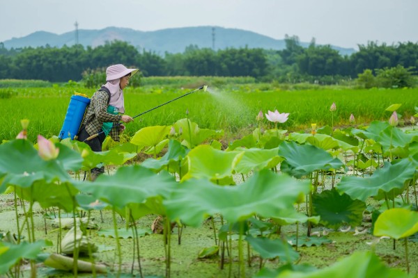 莲藕的种植管理方法，切记不要在烈日下追肥
