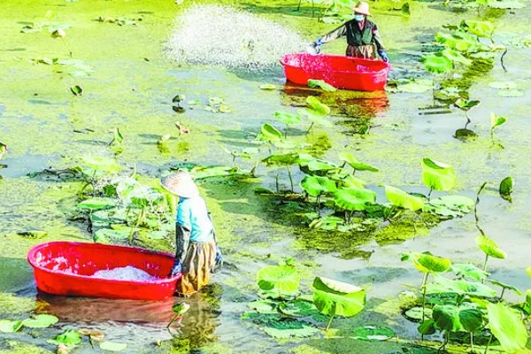 莲藕的种植管理方法，切记不要在烈日下追肥