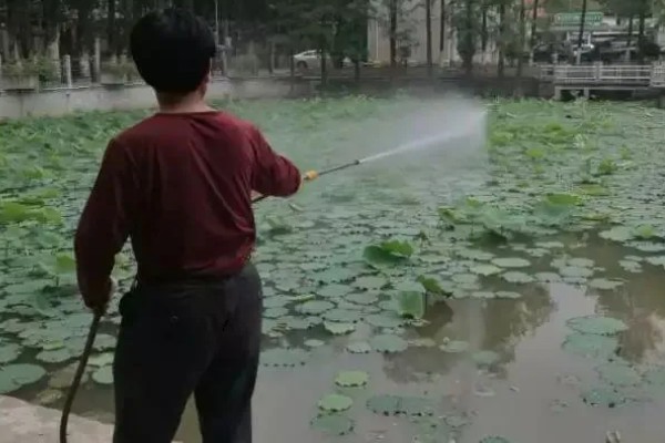 莲藕的种植管理方法，切记不要在烈日下追肥