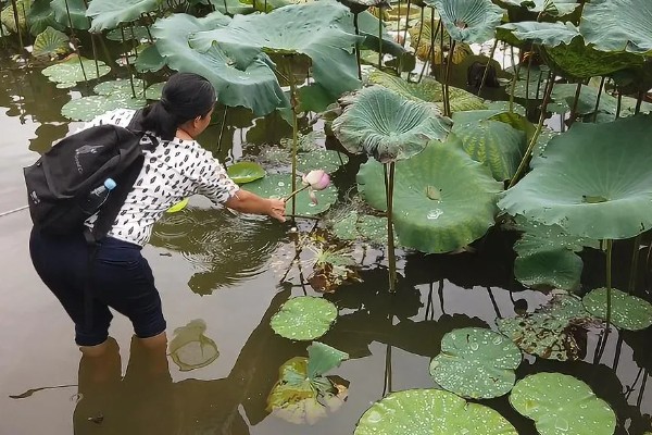 莲藕的种植管理方法，切记不要在烈日下追肥