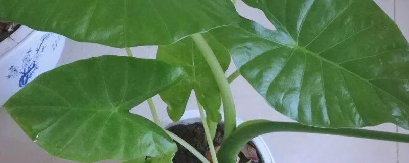 滴水观音夏天如何养殖，喜欢在半阴的环境中生长