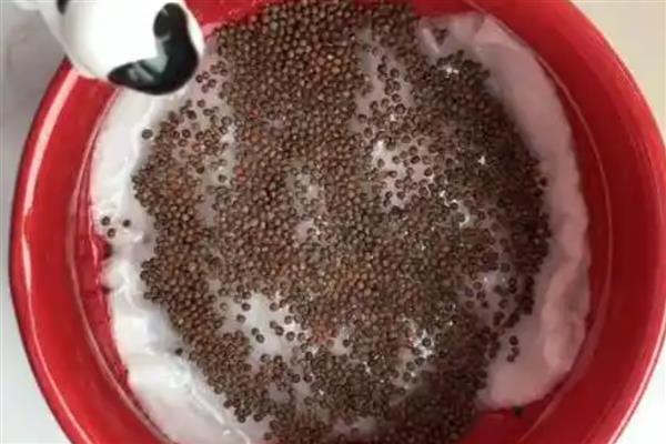 兰花的栽种方法，种植前先浸种10-20分钟