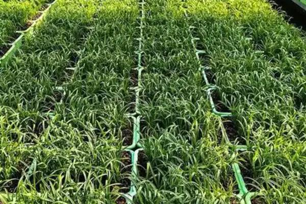 兰花的栽种方法，种植前先浸种10-20分钟