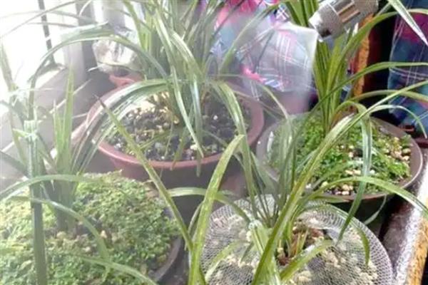 兰花的栽种方法，种植前先浸种10-20分钟