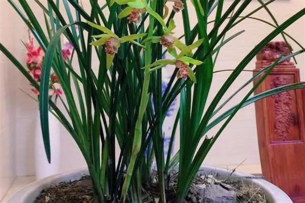 兰花的栽种方法，种植前先浸种10-20分钟