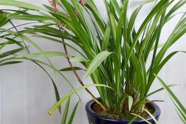 兰花的栽种方法，种植前先浸种10-20分钟