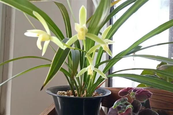 兰花的栽种方法，种植前先浸种10-20分钟