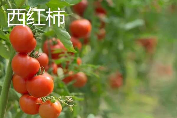 七月的时令蔬菜有哪些，有黄瓜、西红柿等