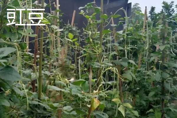 七月的时令蔬菜有哪些，有黄瓜、西红柿等