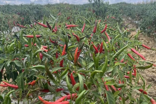 七月的时令蔬菜有哪些，有黄瓜、西红柿等