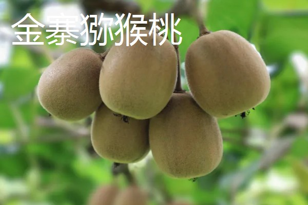 安徽省六安市金寨县的特产,有金寨猕猴桃、金寨天麻等