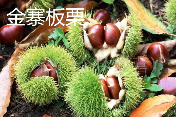 安徽省六安市金寨县的特产,有金寨猕猴桃、金寨天麻等