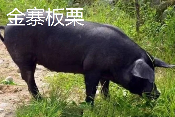 安徽省六安市金寨县的特产,有金寨猕猴桃、金寨天麻等