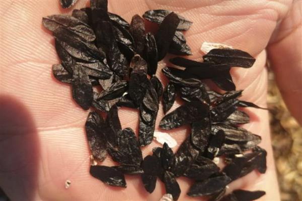 种植白玉簪怎么播种，播种前先浸种