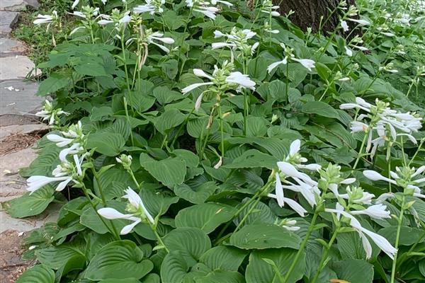 种植白玉簪怎么播种，播种前先浸种