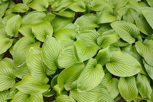 种植白玉簪怎么播种，播种前先浸种