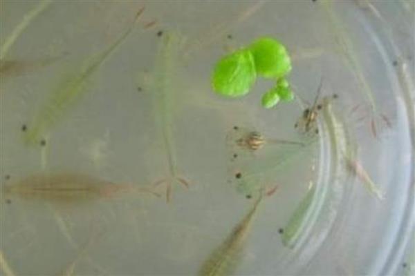 丰年虾怎么养殖，每天早上投喂一次饲料