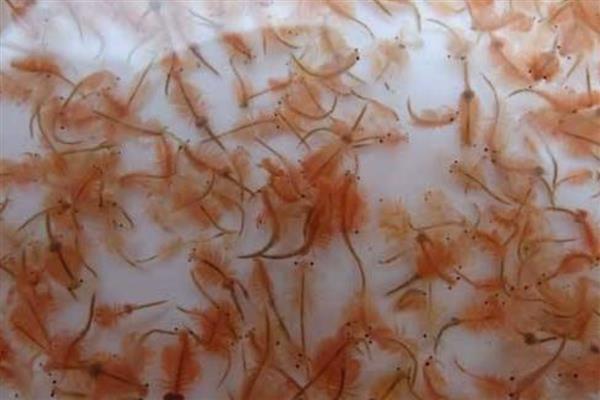 丰年虾怎么养殖，每天早上投喂一次饲料