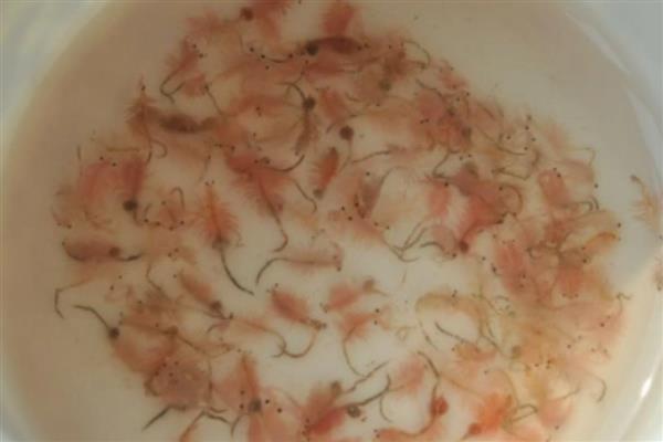 丰年虾怎么养殖，每天早上投喂一次饲料