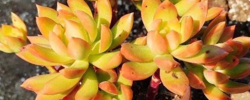 夏季怎么养黄丽，放半阴处养护为佳