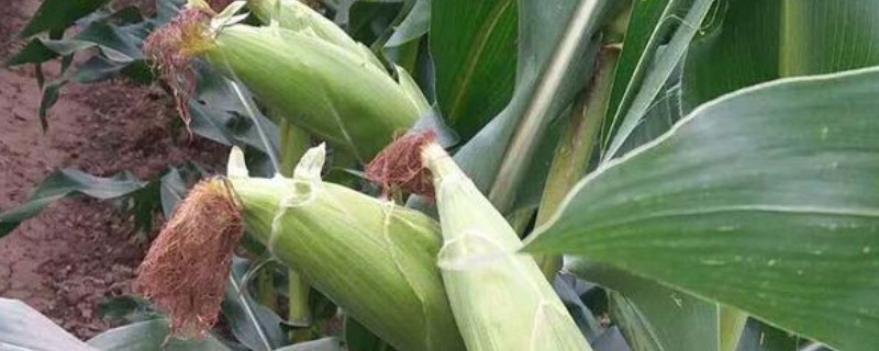 玉米地叶螨病的发生特点，主要聚集在中、下部叶片背面为害