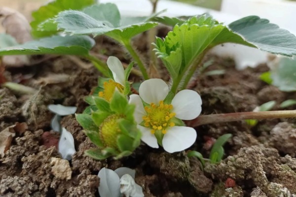 草莓在什么时候开花，在4-5月时开花
