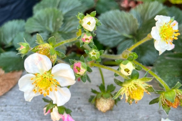 草莓在什么时候开花，在4-5月时开花