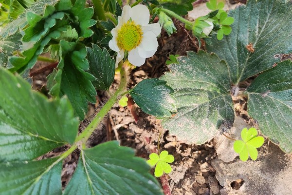 草莓在什么时候开花，在4-5月时开花