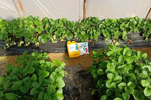 草莓在什么时候开花，在4-5月时开花