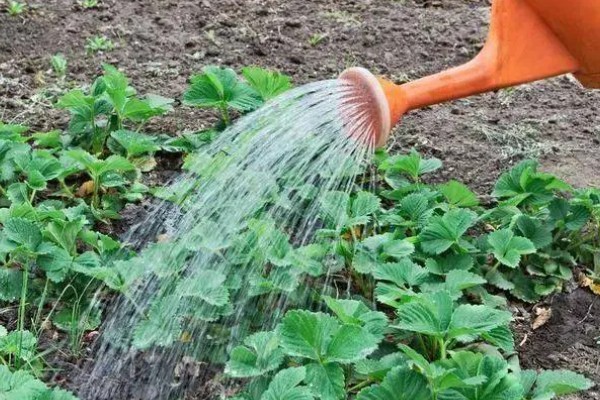 草莓在什么时候开花，在4-5月时开花