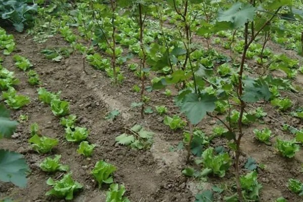 山葡萄如何移苗,起苗前对催根苗浇一次透水