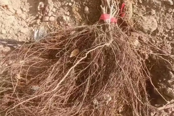 山葡萄如何移苗,起苗前对催根苗浇一次透水