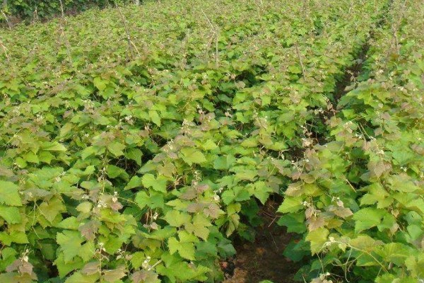 山葡萄如何移苗,起苗前对催根苗浇一次透水