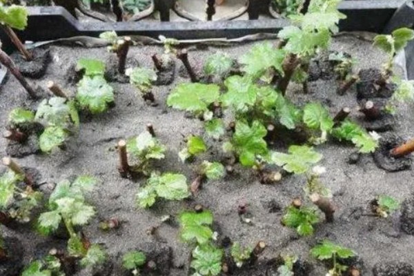 山葡萄如何移苗,起苗前对催根苗浇一次透水