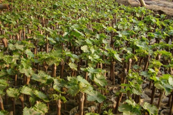 山葡萄如何移苗,起苗前对催根苗浇一次透水