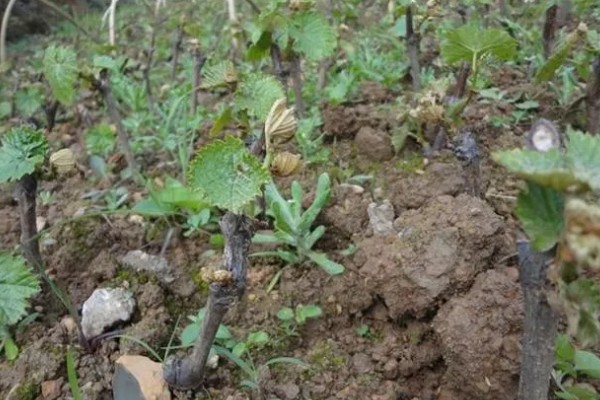 山葡萄如何移苗,起苗前对催根苗浇一次透水