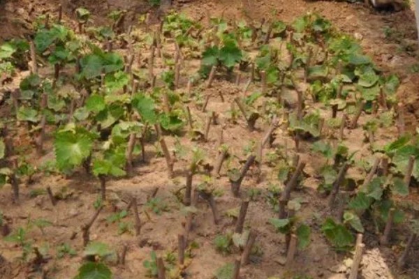 山葡萄如何移苗,起苗前对催根苗浇一次透水