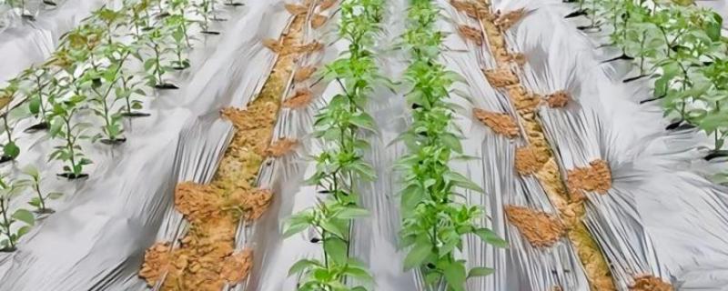 银灰地膜的作用，能起到驱避蚜虫、反射紫外线等效果