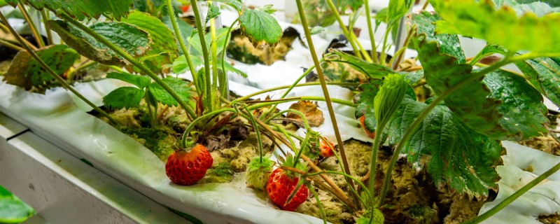 室内的盆栽草莓冬天能否结果，保持适宜的温度可让植株结出果实