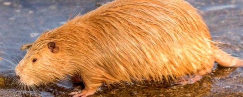 海狸鼠是哪种动物，是啮齿目海狸鼠科的动物