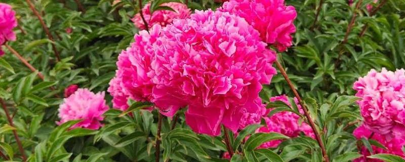 芍药蔫了如何补救，可补充水分并合理施肥