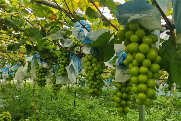 大棚葡萄的种植技术，要做好人工授粉工作