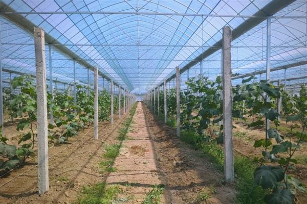 大棚葡萄的种植技术，要做好人工授粉工作