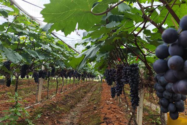 大棚葡萄的种植技术，要做好人工授粉工作