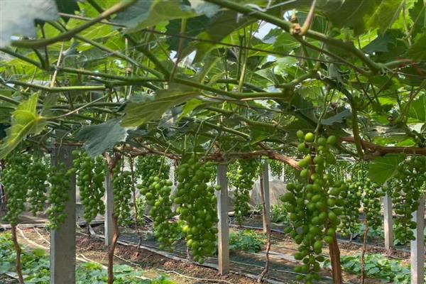 大棚葡萄的种植技术，要做好人工授粉工作