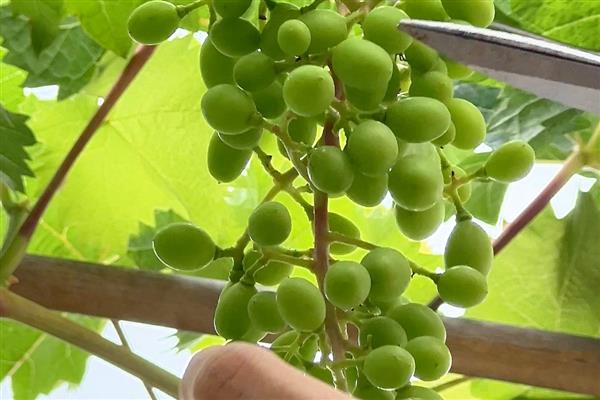 大棚葡萄的种植技术，要做好人工授粉工作