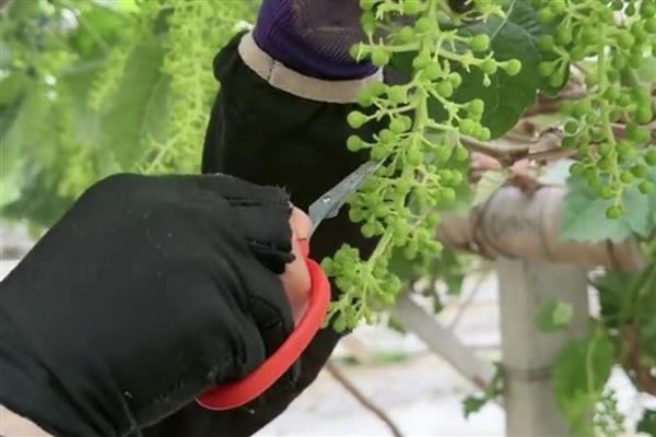 大棚葡萄的种植技术，要做好人工授粉工作
