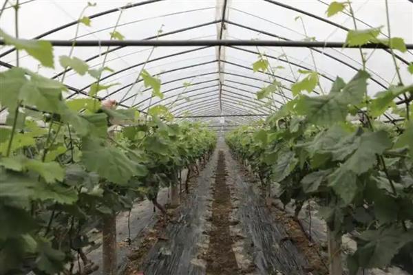 大棚葡萄的种植技术，要做好人工授粉工作