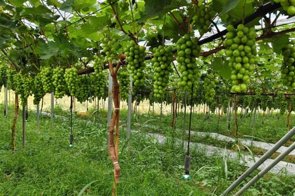 大棚葡萄的种植技术，要做好人工授粉工作