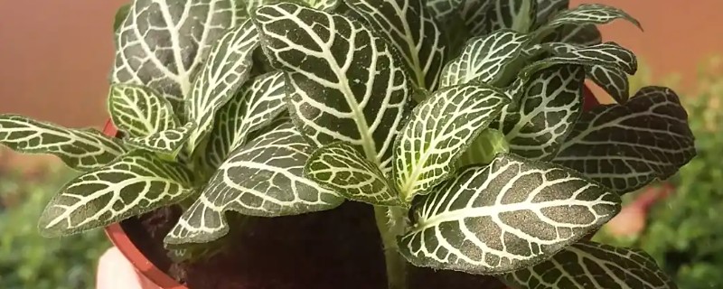 白网纹草如何养殖,生长适温是20-30℃